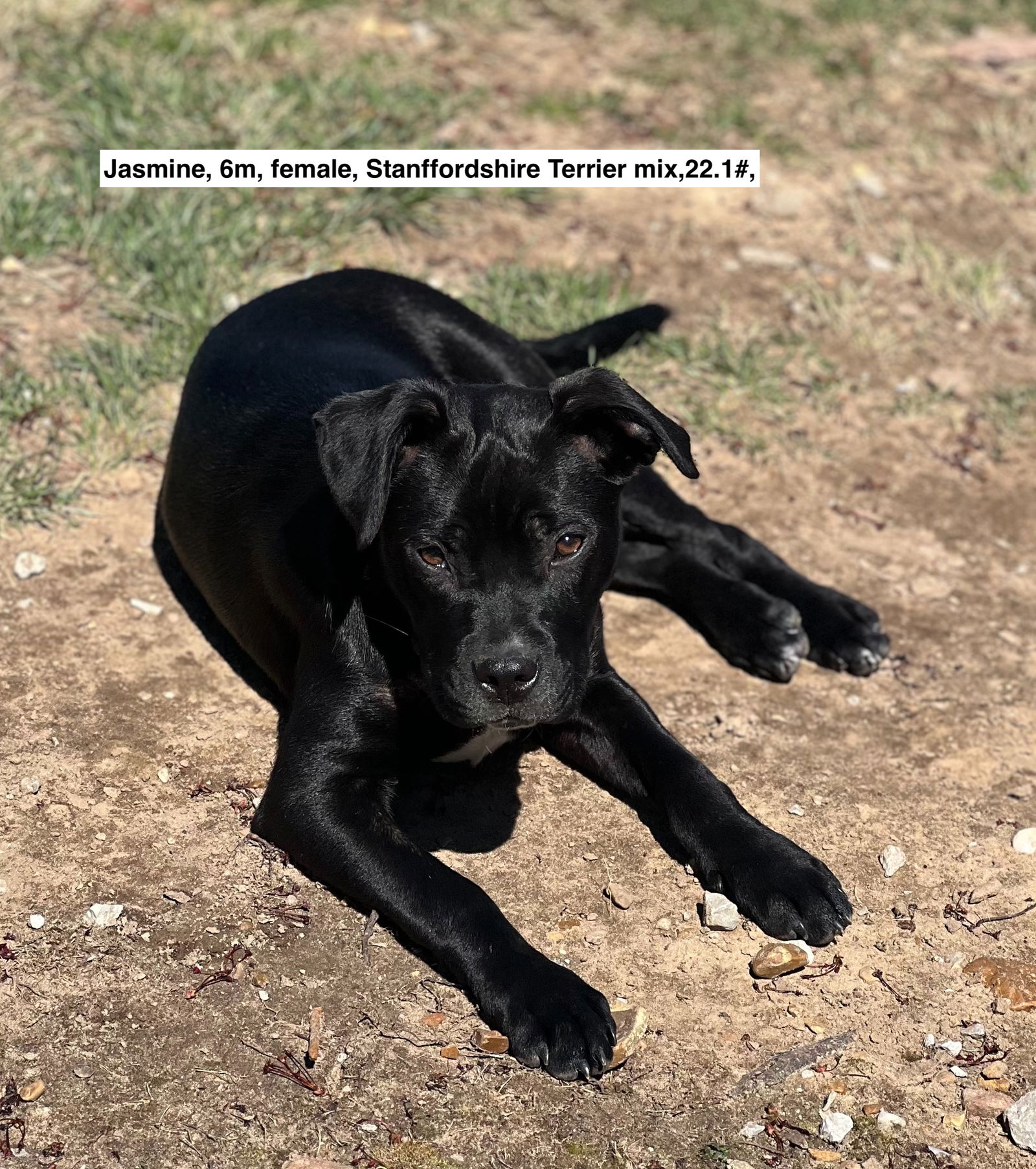 adoptable Dog in Sparta, TN named Jasmine
