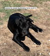 adoptable Dog in  named Jasmine