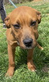 Bobbie - Photo 2