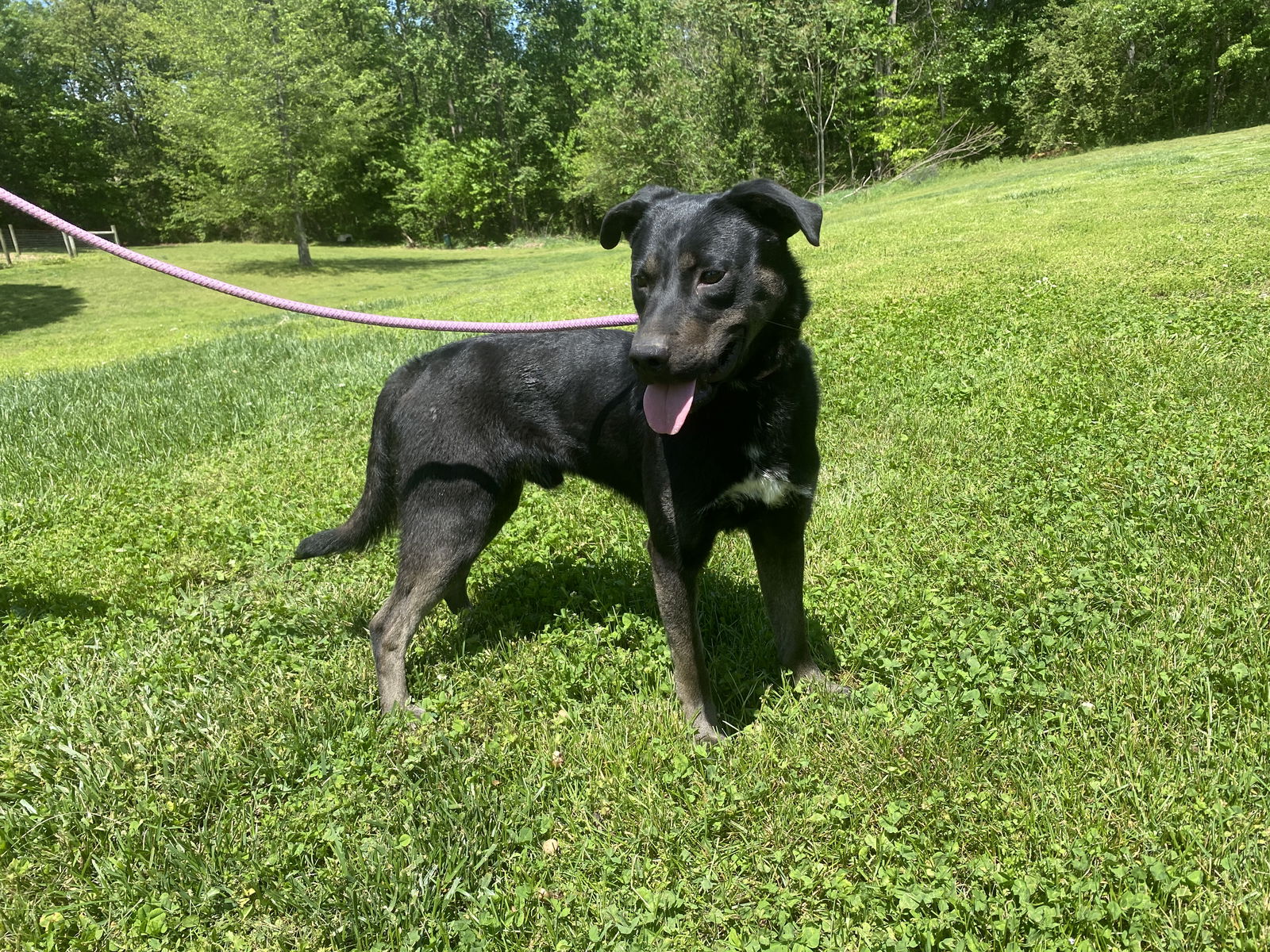 adoptable Dog in Sparta, TN named Dodge