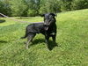 adoptable Dog in  named Dodge