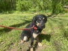 adoptable Dog in  named Reeses