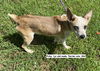 adoptable Dog in  named Frito