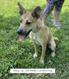 adoptable Dog in  named Sissy
