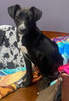 adoptable Dog in  named Eddie