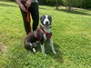 adoptable Dog in  named Billy