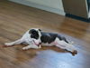 adoptable Dog in  named Thema