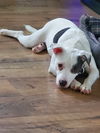 adoptable Dog in  named Lousie