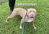 adoptable Dog in  named Desi