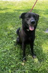 adoptable Dog in  named Sabado