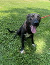 adoptable Dog in  named Sophie