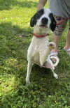 adoptable Dog in  named Molly