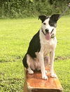 adoptable Dog in  named Sally