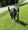 adoptable Dog in  named Rita
