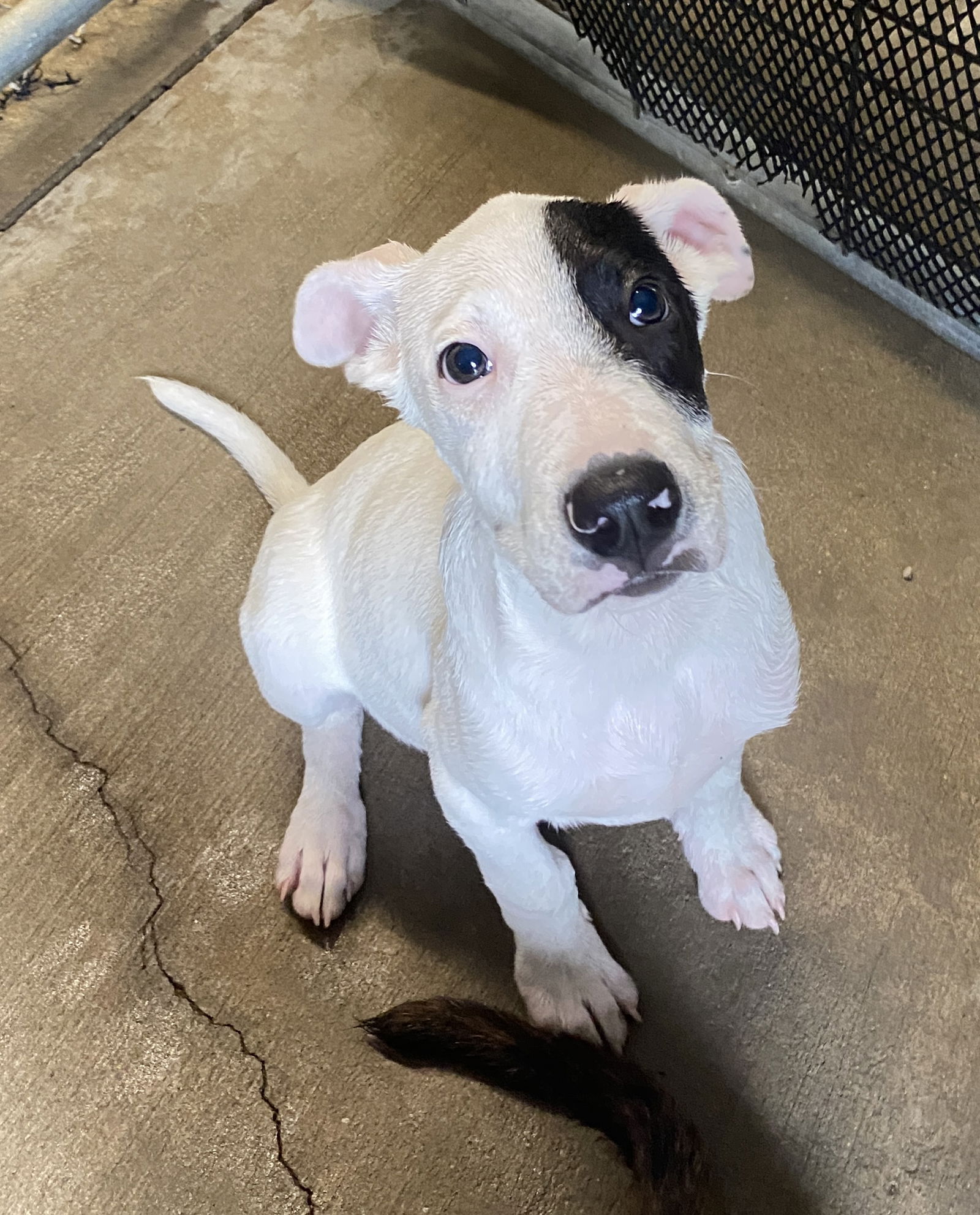 adoptable Dog in Sparta, TN named Spud