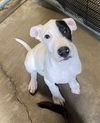 adoptable Dog in  named Spud