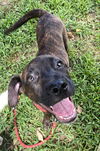 adoptable Dog in  named Bud
