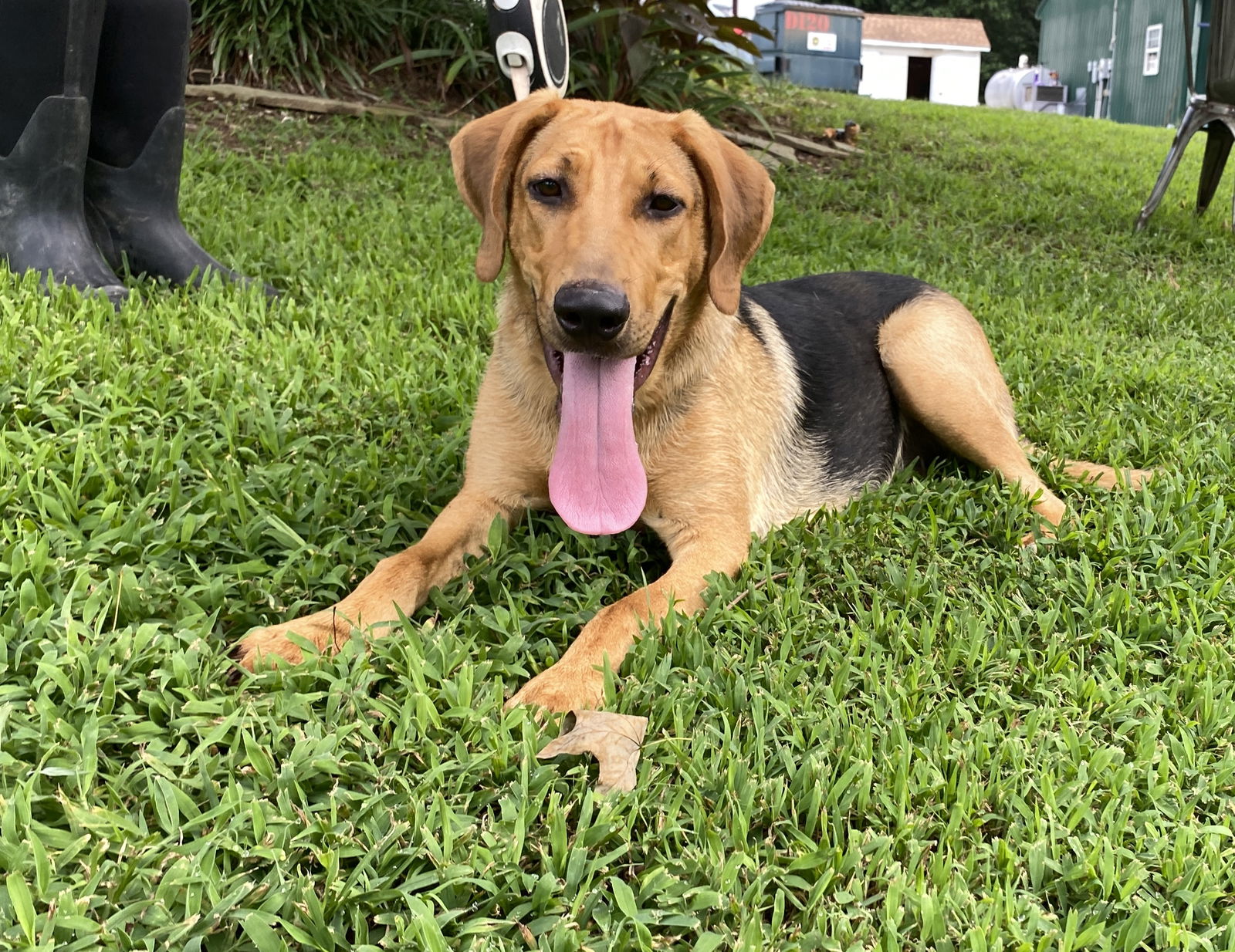 adoptable Dog in Sparta, TN named Beagle
