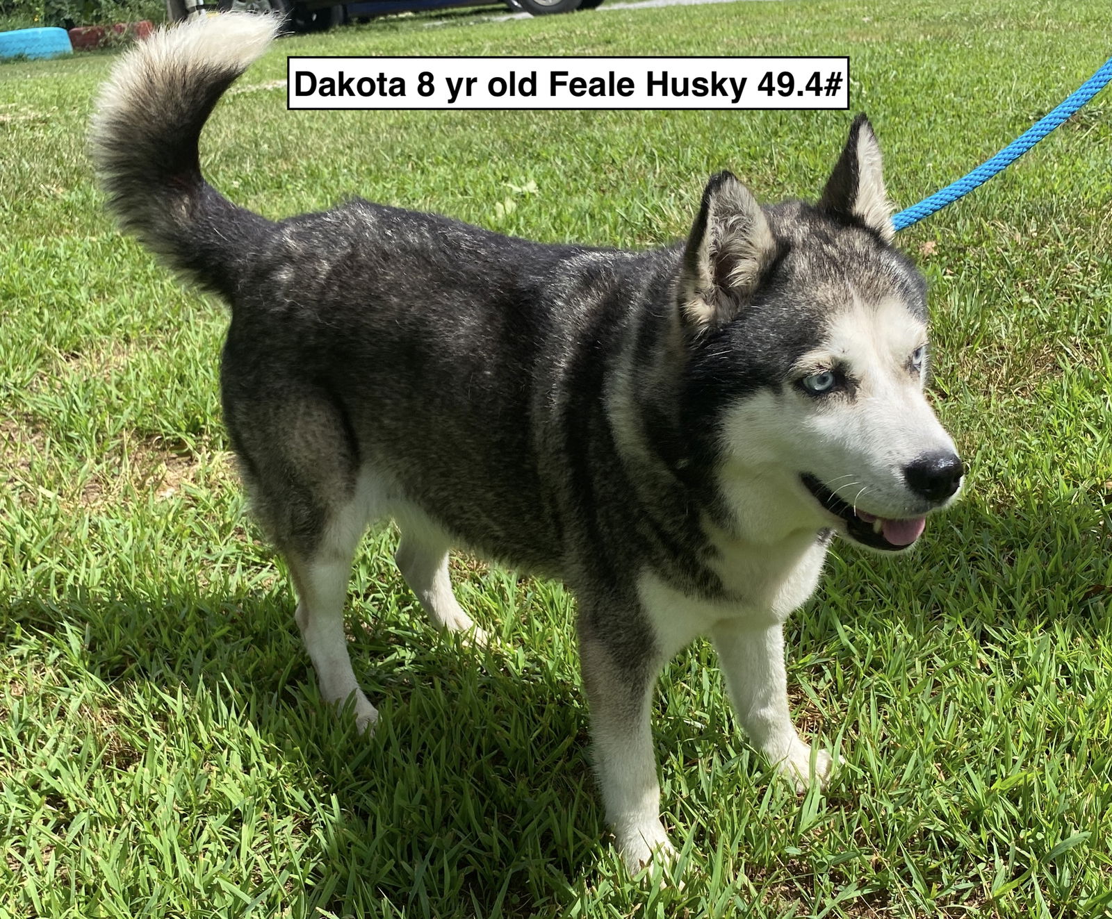 adoptable Dog in Sparta, TN named Dakota