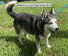 adoptable Dog in  named Dakota