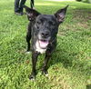 adoptable Dog in  named Astro