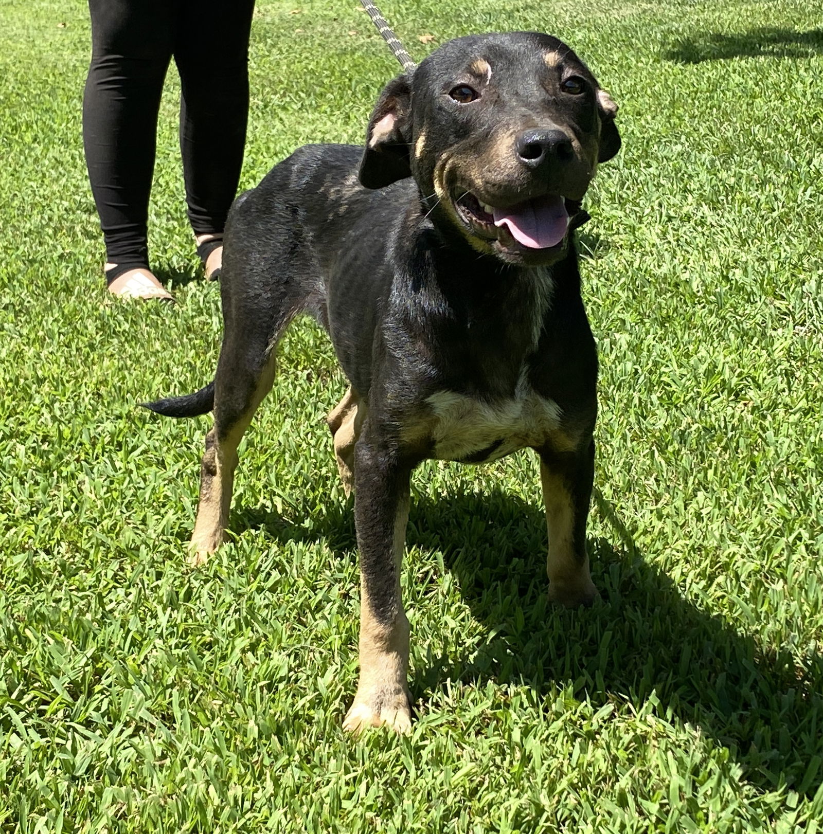 adoptable Dog in Sparta, TN named Summer