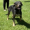 adoptable Dog in  named Summer