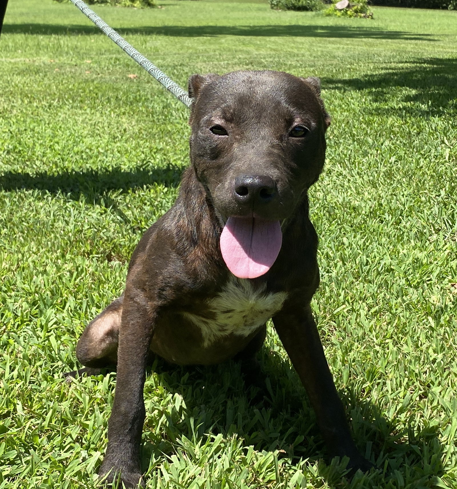 adoptable Dog in Sparta, TN named Georgia