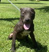 adoptable Dog in  named Georgia