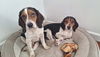 adoptable Dog in  named Biscuit & Shiloh- Bonded pair