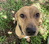 adoptable Dog in , TN named Oscar