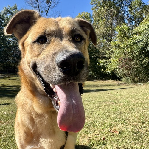 RUSTY - German Shepherd Dog available for adoption