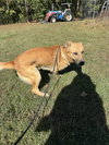 Rusty - Photo 2