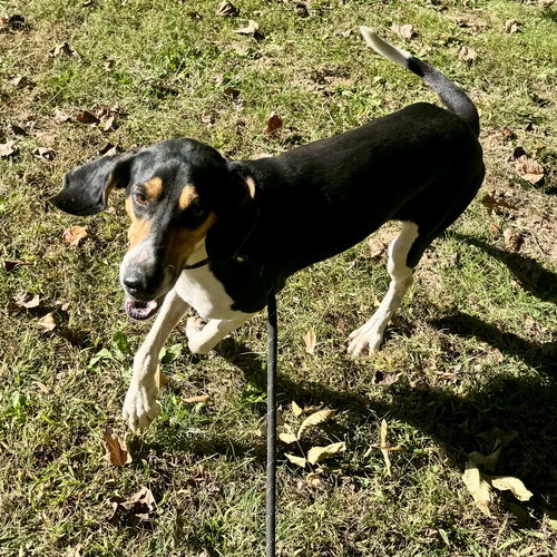 FERN - Coonhound available for adoption