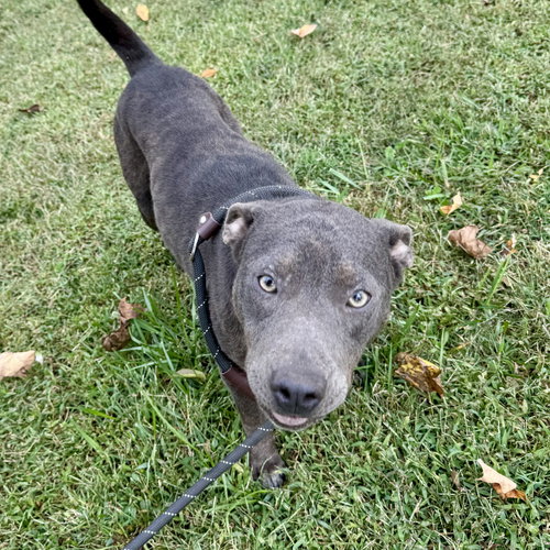 IVORY - American Pit Bull Terrier / Labrador Retriever available for adoption