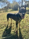 Polly - Photo 2