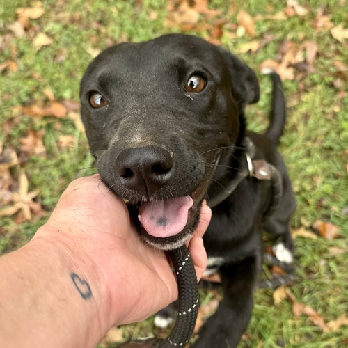 MILLIE - Labrador Retriever available for adoption
