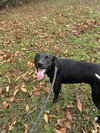 Millie - Photo 2