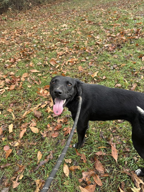 MILLIE - Labrador Retriever available for adoption