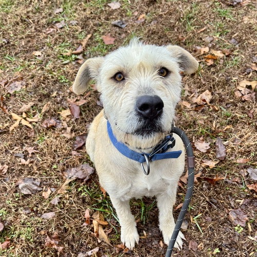 PEARL - Terrier available for adoption