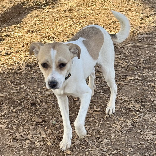YODA - Jack Russell Terrier available for adoption
