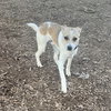 Yoda - Photo 2