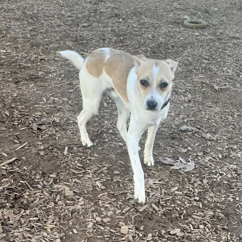 YODA - Jack Russell Terrier available for adoption