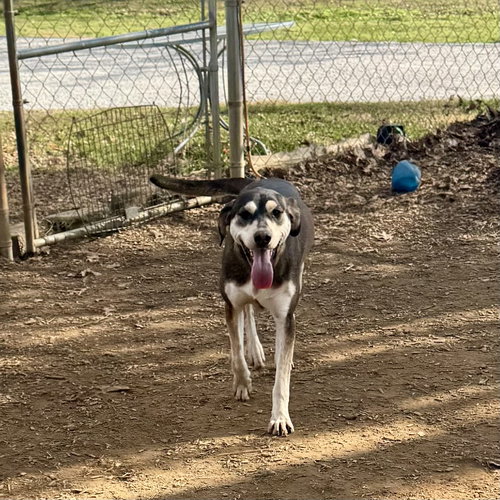 HONEY - Mountain Cur available for adoption