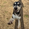 Honey - Photo 2
