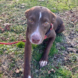 BLAZE - Unknown available for adoption