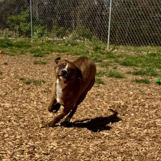 Hank, an adoptable Unknown breed in Sparta, TN