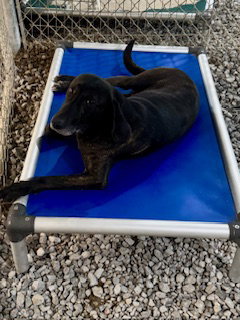 coffee, an adoptable Coonhound in Sparta, TN