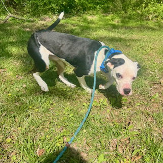 Oreo, an adoptable Pit Bull Terrier in Sparta, TN