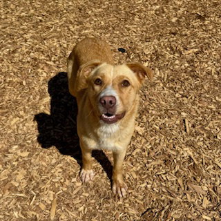 Goldie, an adoptable Labrador Retriever in Sparta, TN